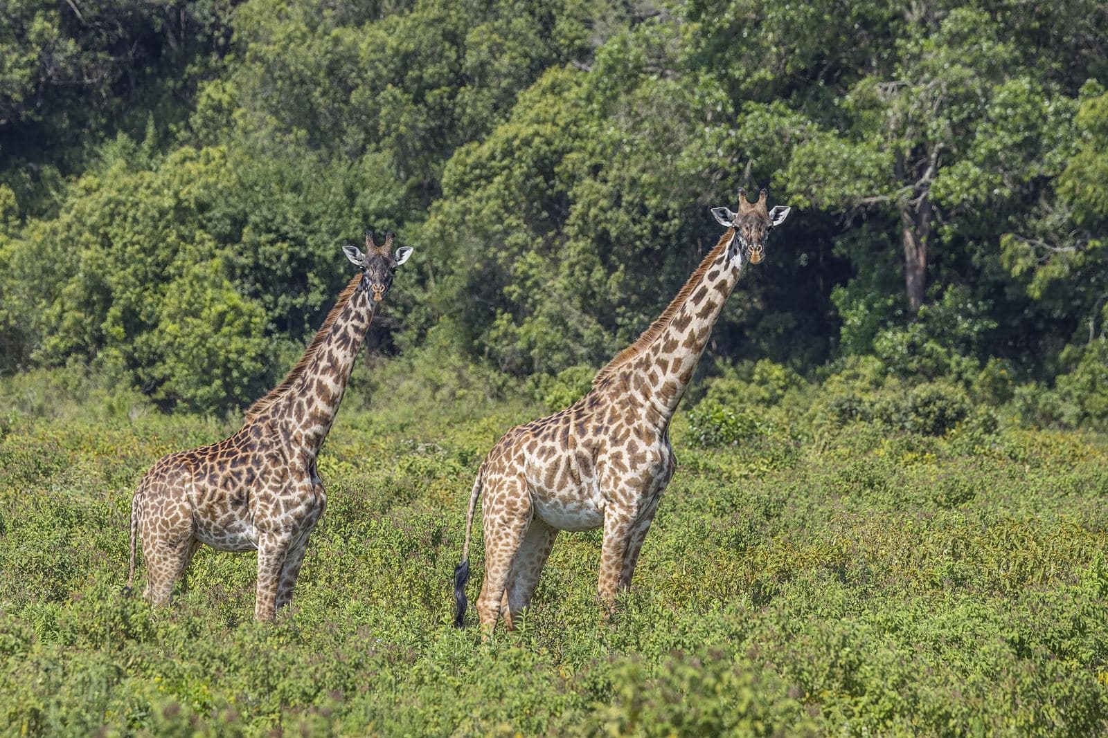 Two Masai giraffes in Arusha National Park