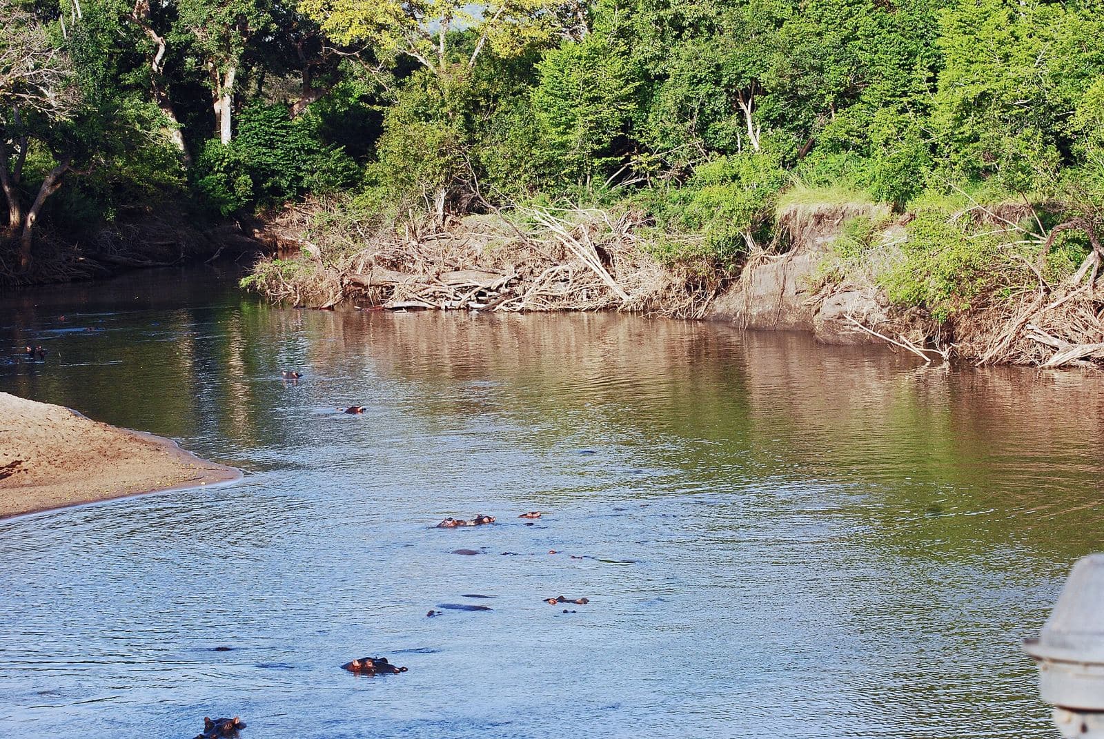 The Grumeti River with hippos