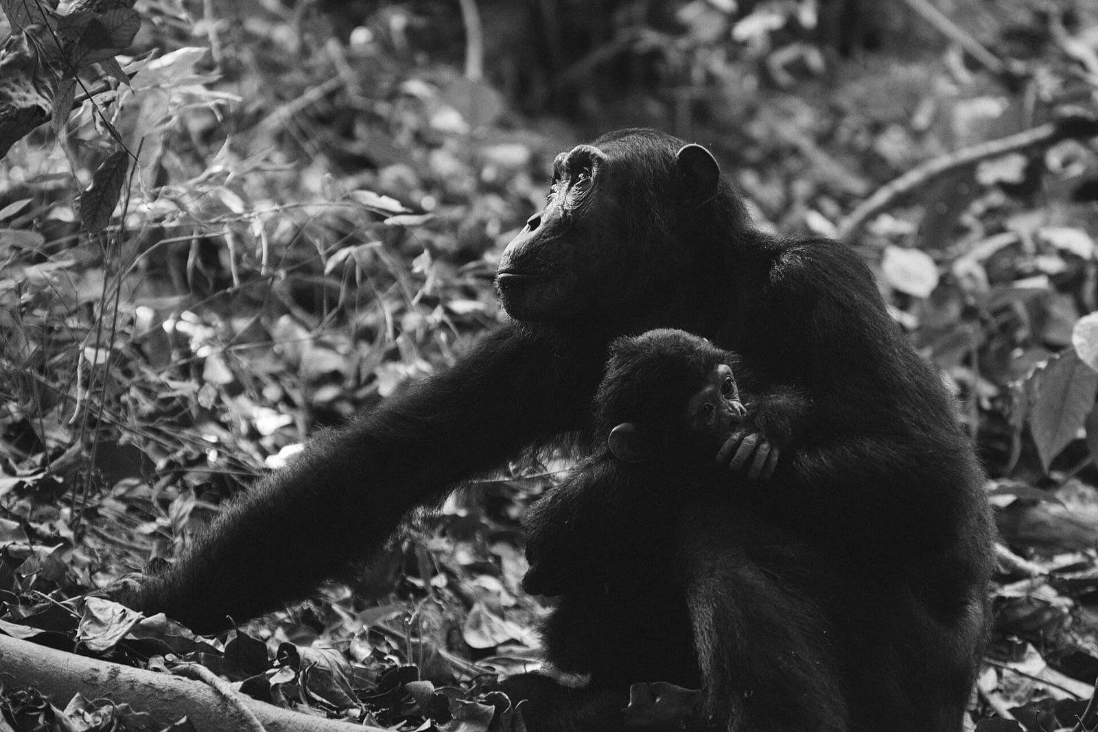 A chimpanzee mother with her baby