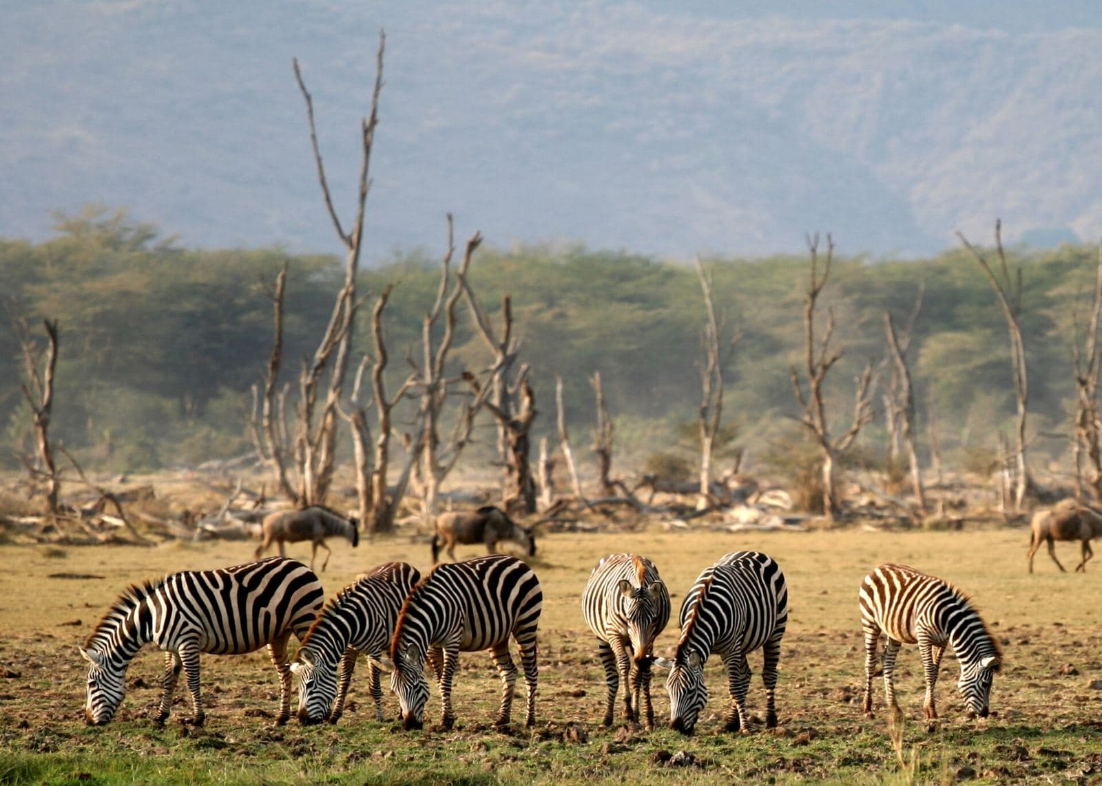 Zebras and wildebeest on the shore of Lake Manyara