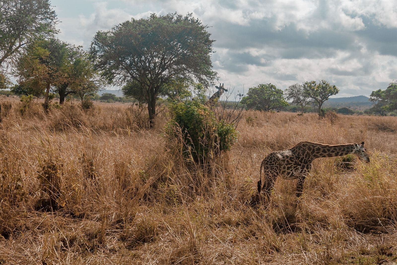 A giraffe in the grasslands of Mikumi