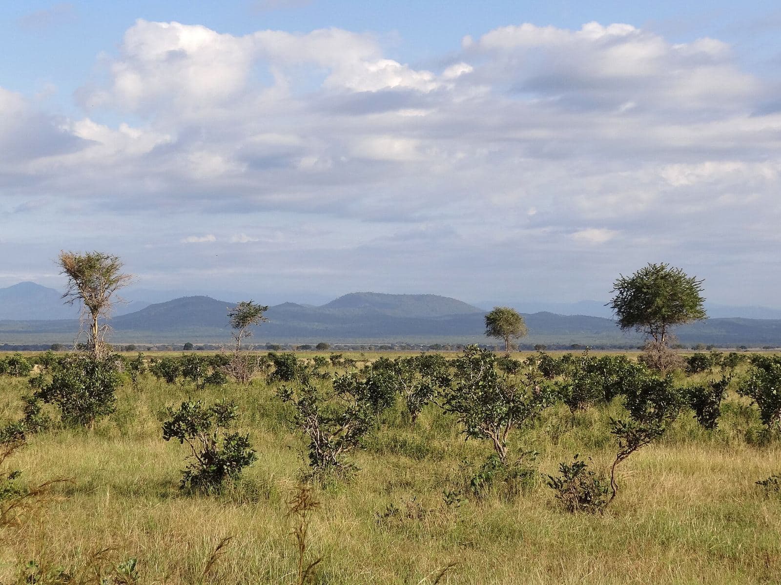 Mikumi landscape