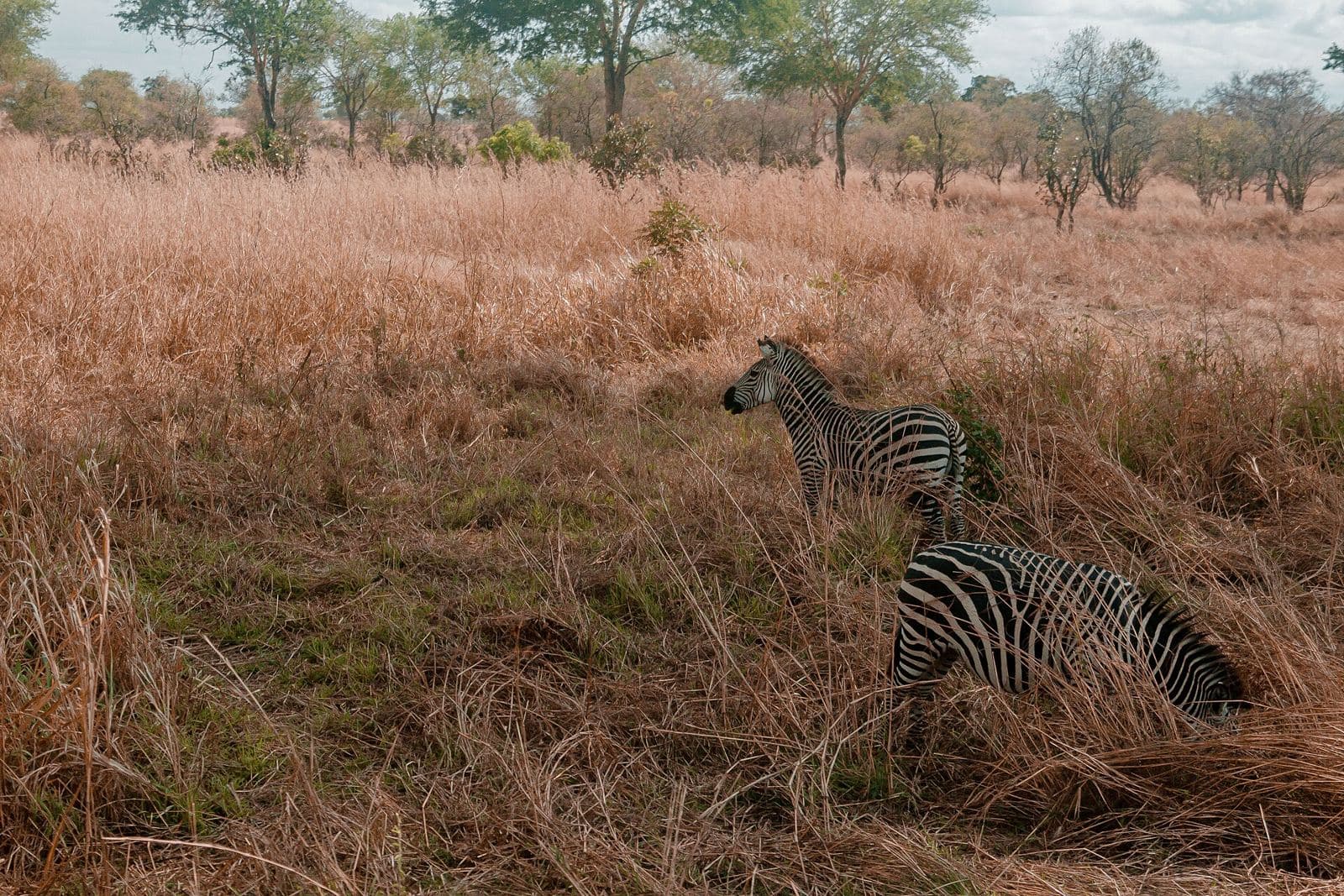 Zebras in the long grass of Mikumi