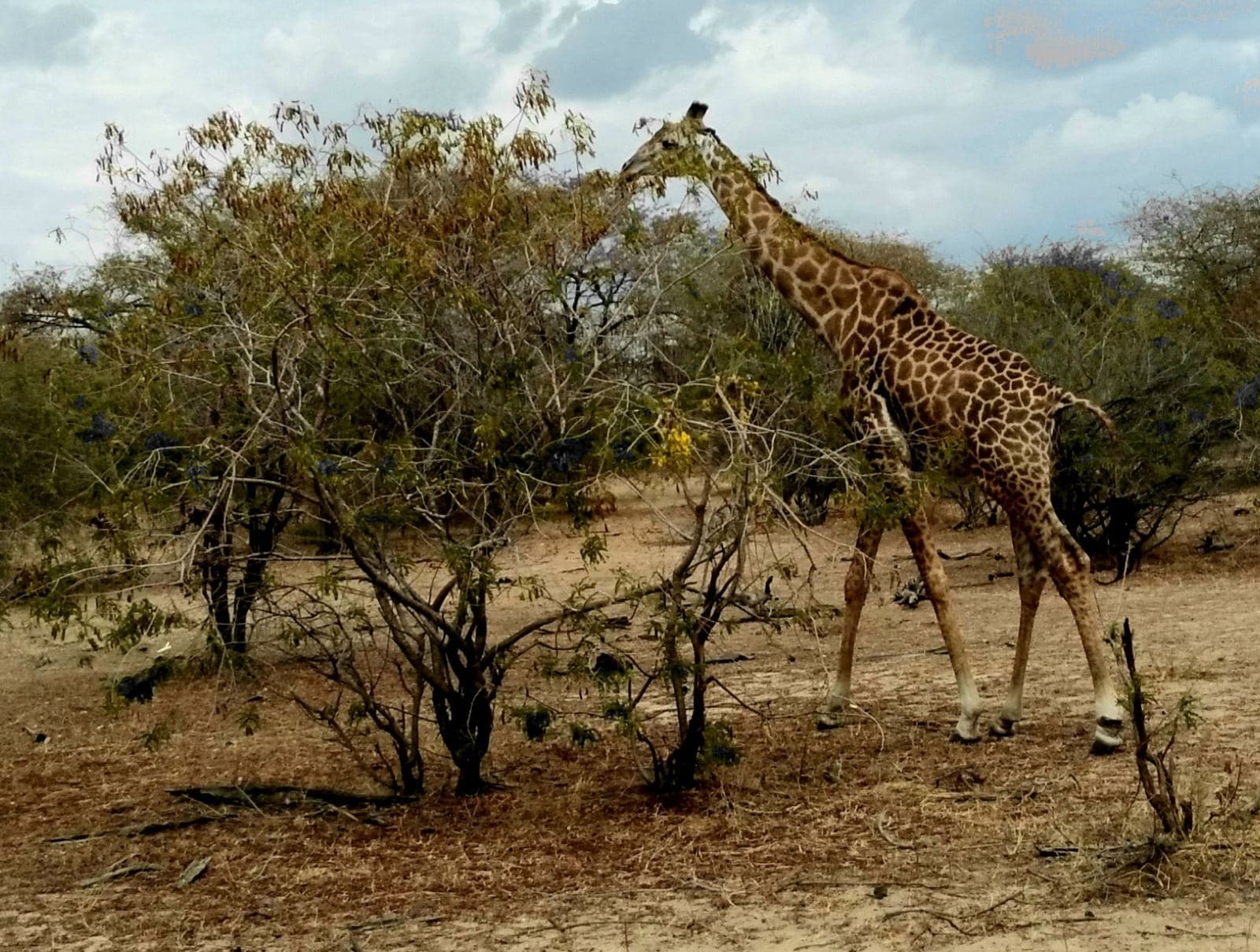 A giraffe browsing in Nyerere National Park