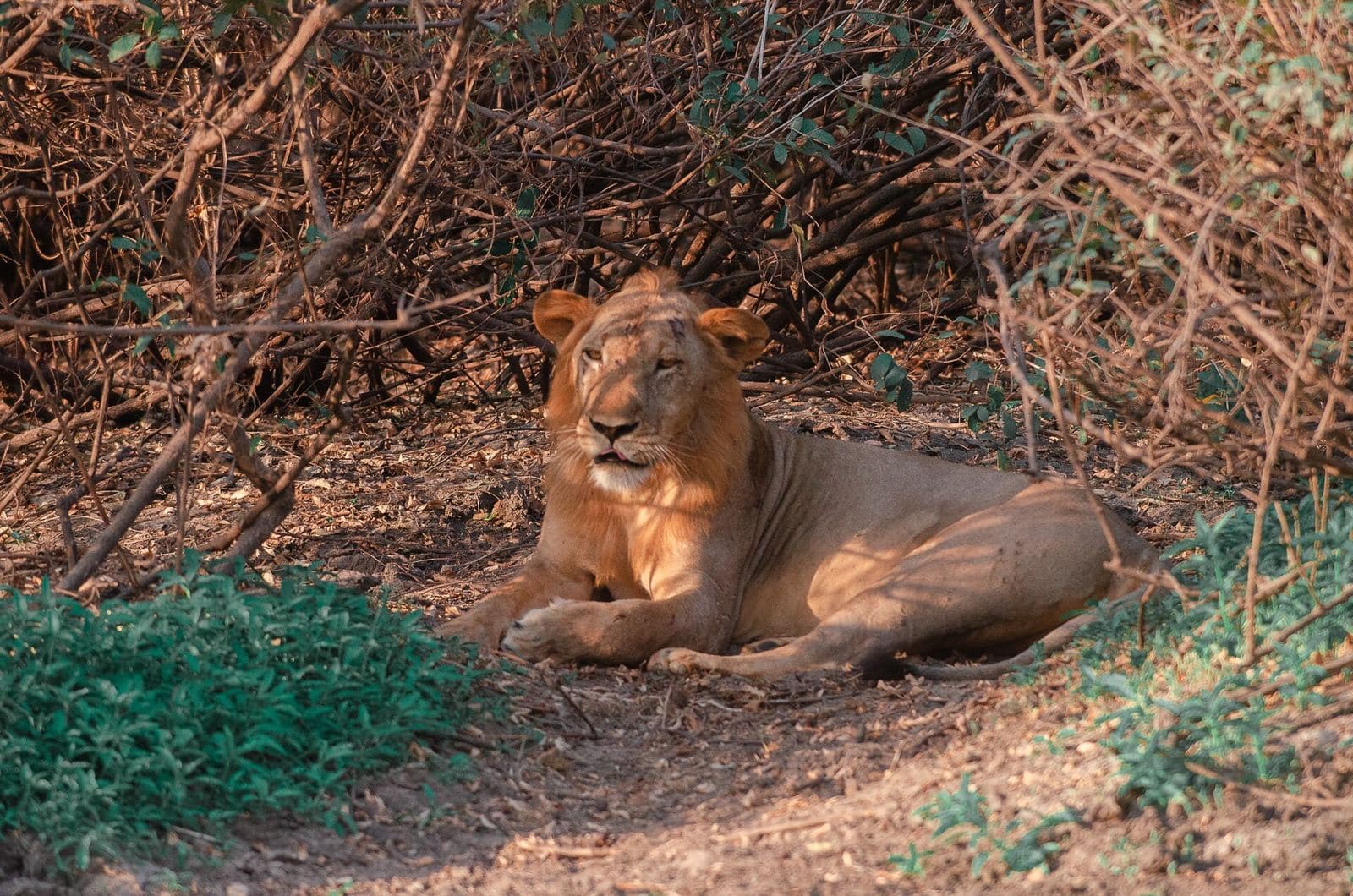 Lion resting in Nyerere National Park