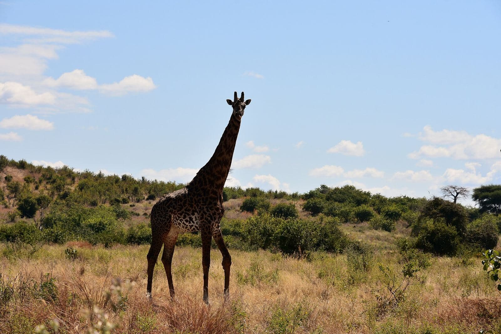 A giraffe in the hills of Ruaha National Park