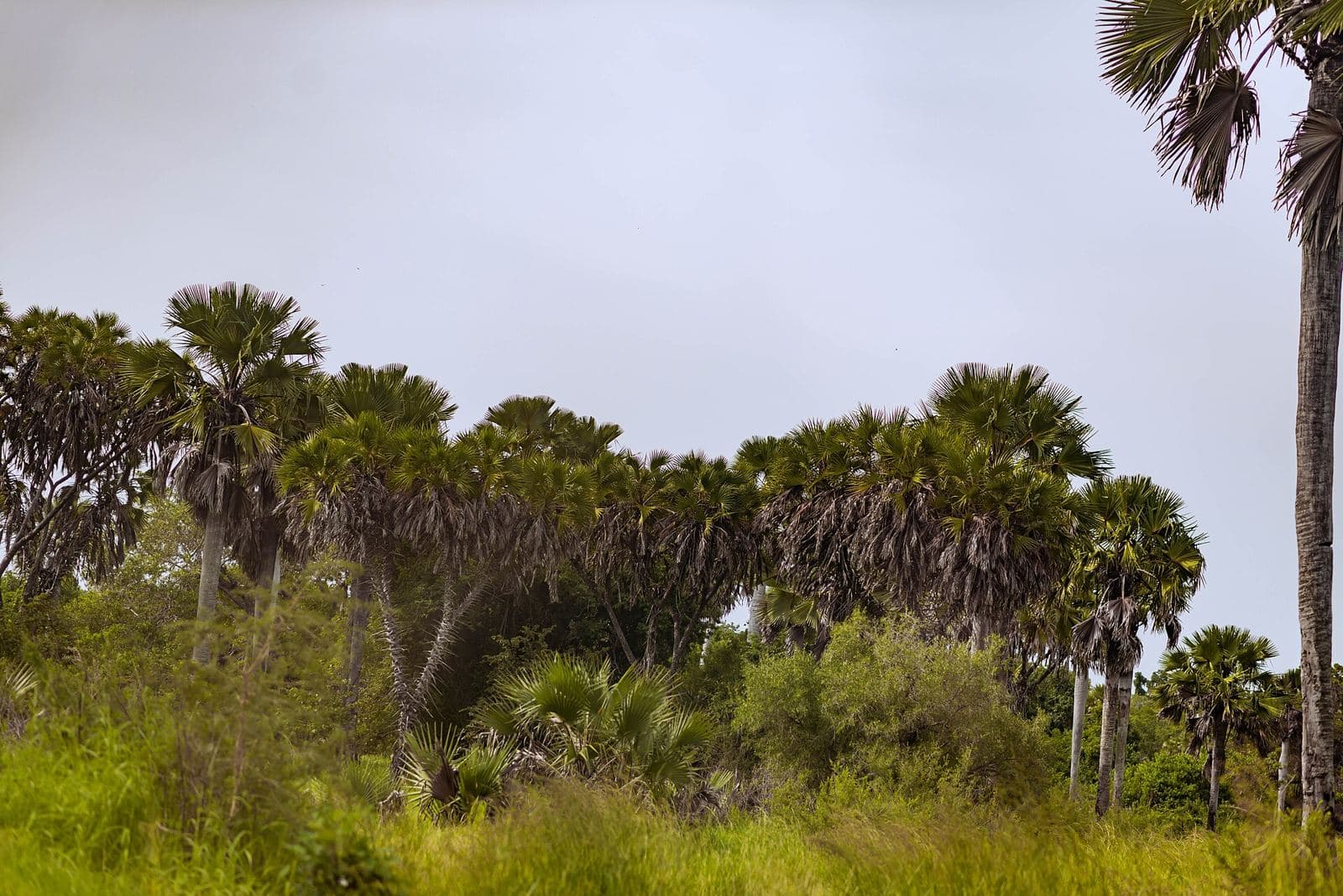 Palm trees and bush in Saadani National Park