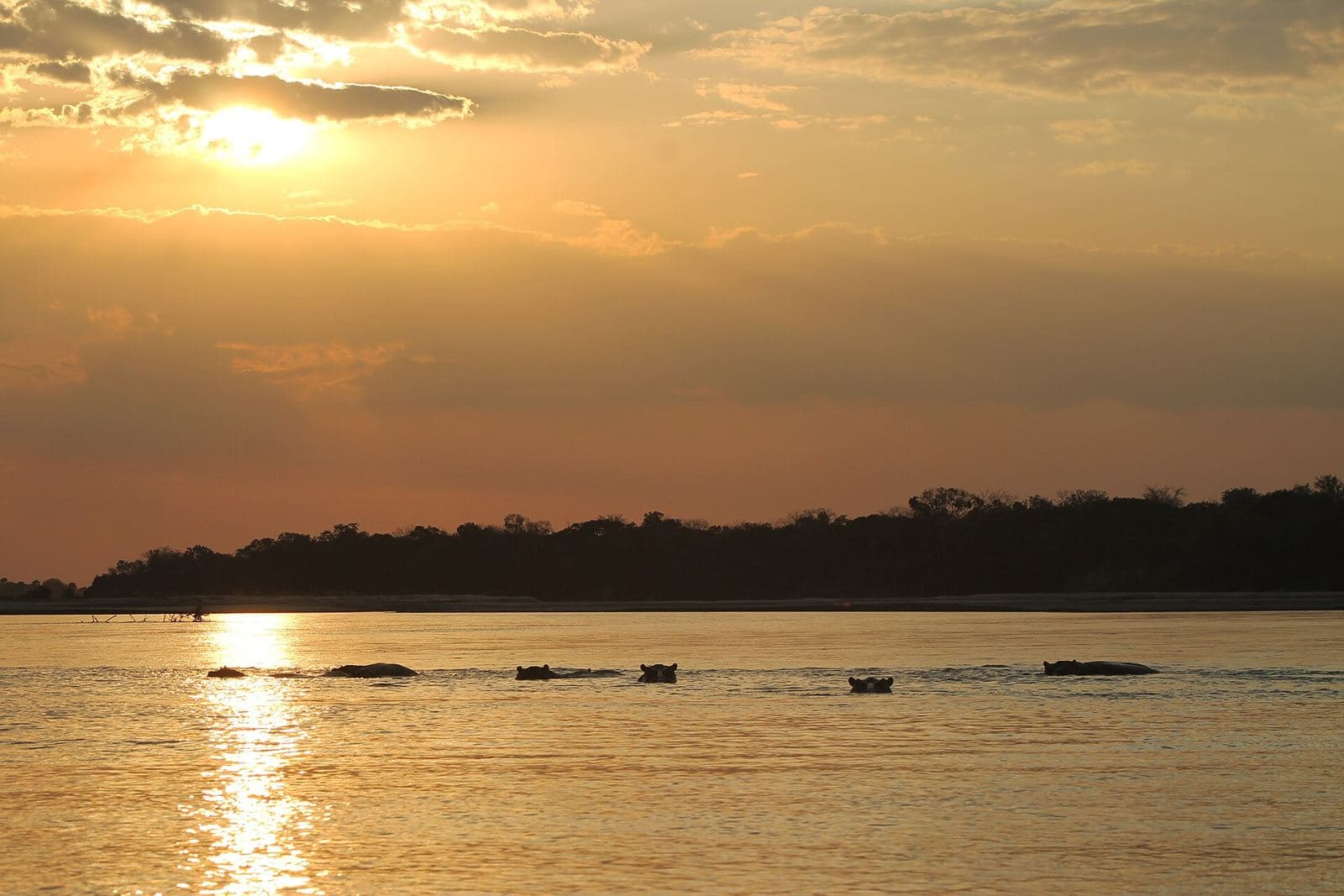 Hippos in the Rufiji River at sunset
