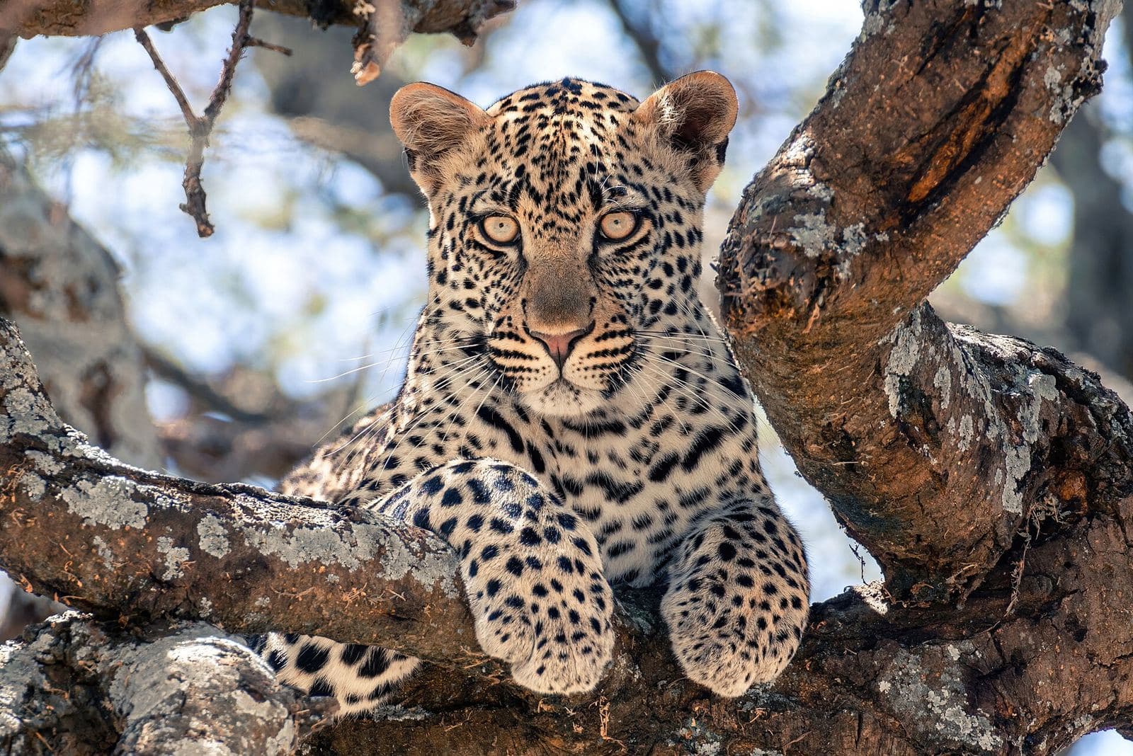 A young leopard resting in a tree