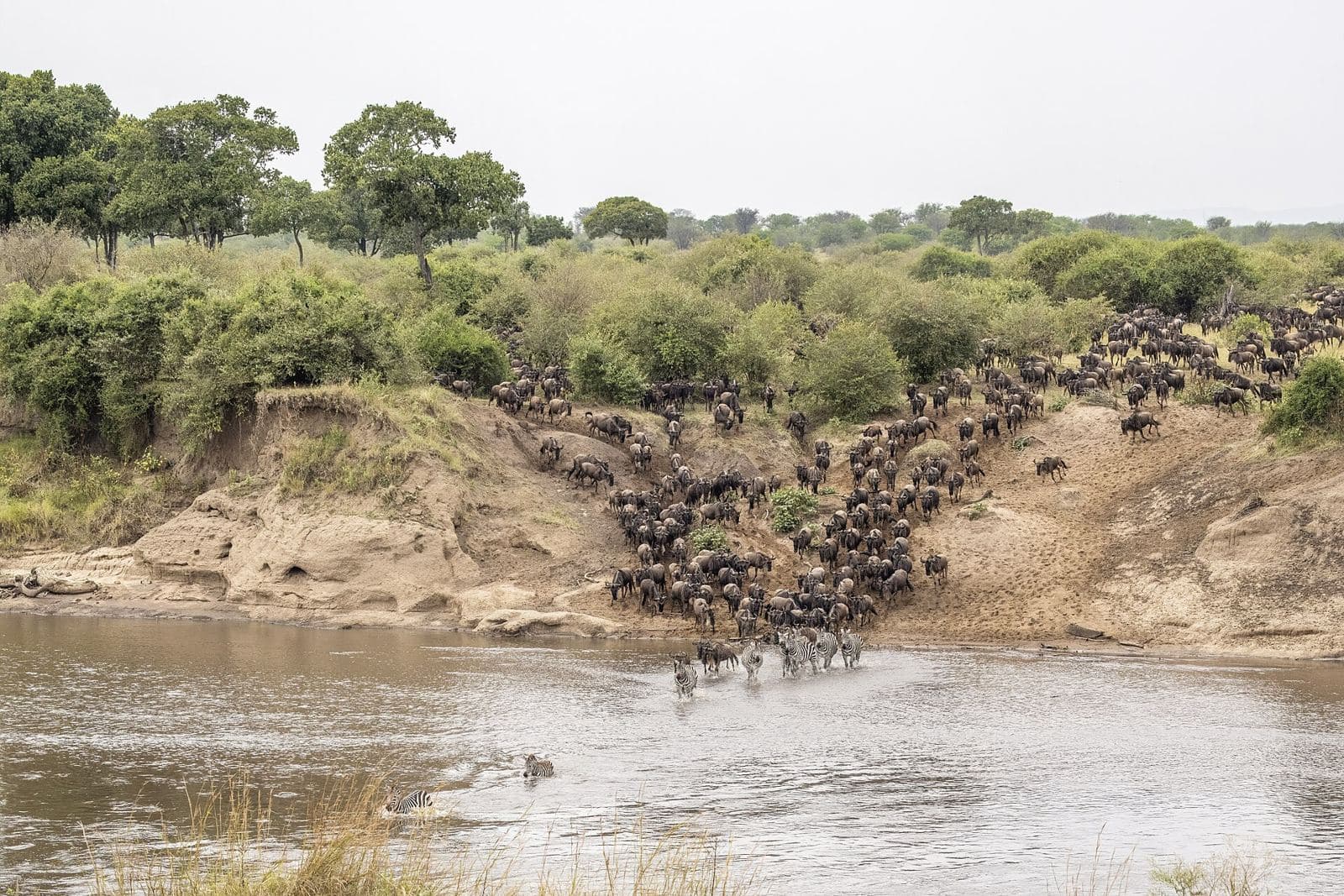 Wildebeest crossing the Mara River