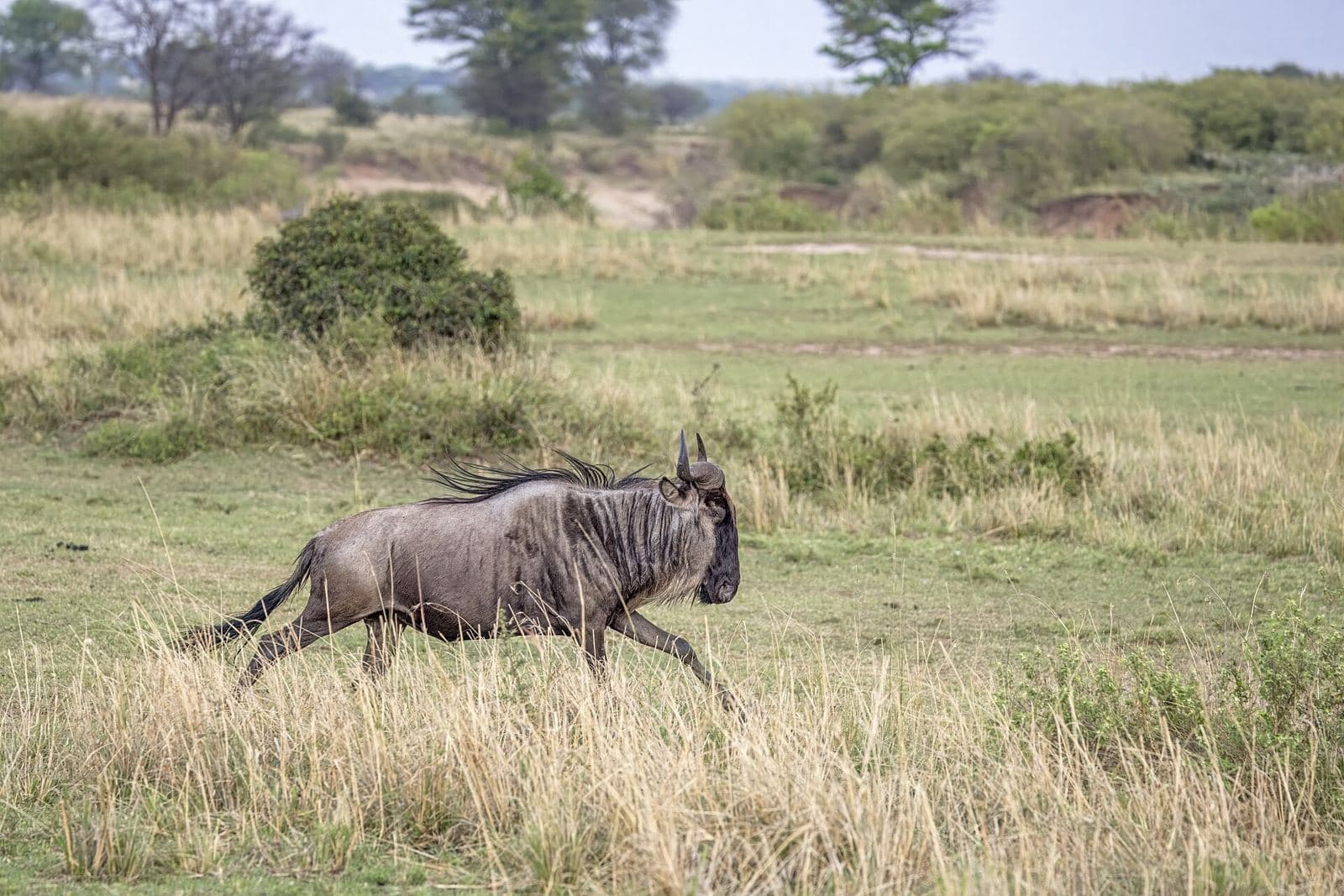 A wildebeest running across the grass