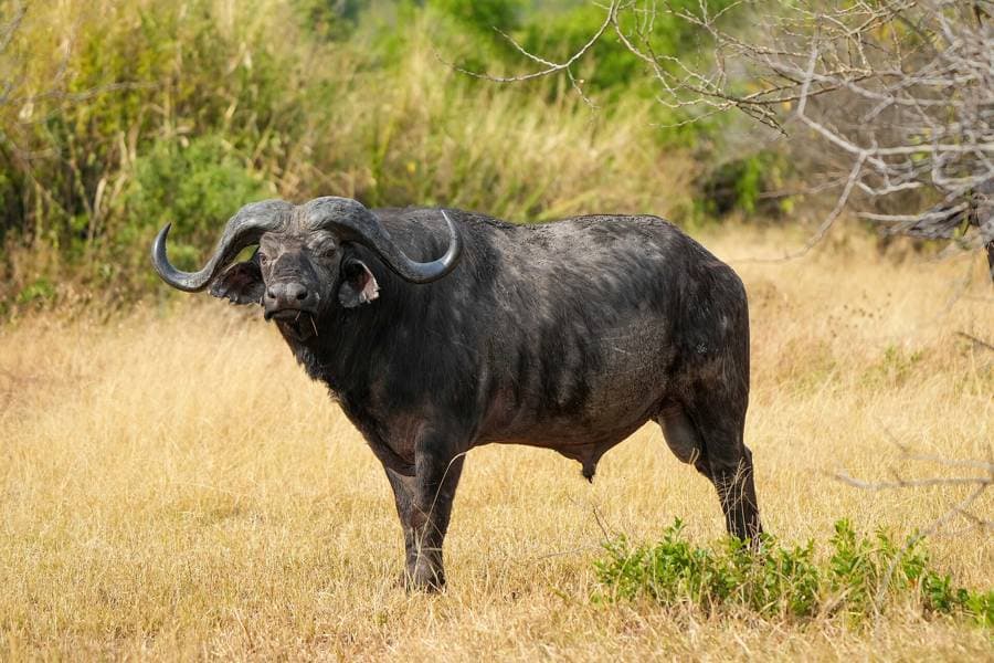 Cape buffalo in grassland