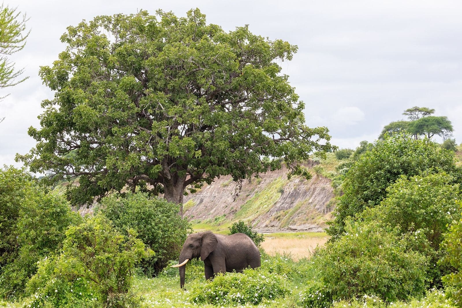 An elephant among green trees in Tarangire