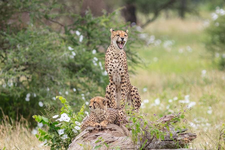 Cheetahs on a log