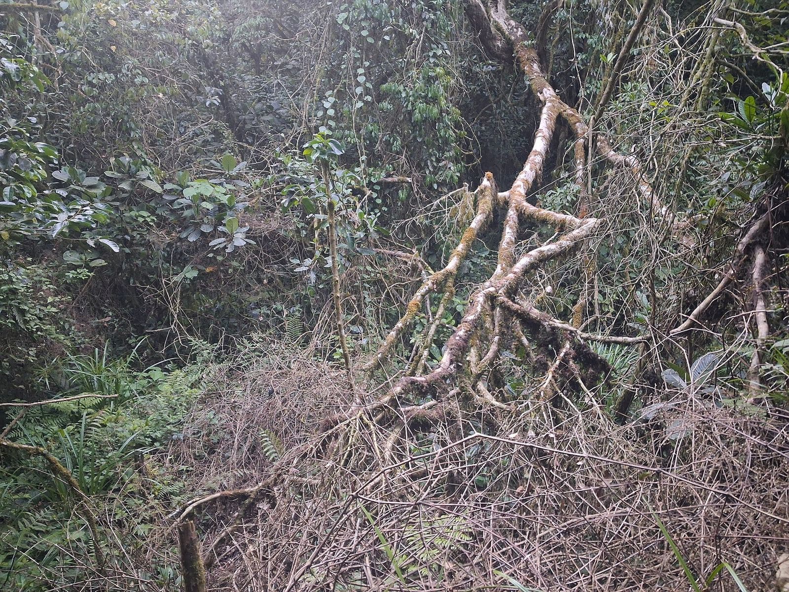 Forest in the Udzungwa Mountains