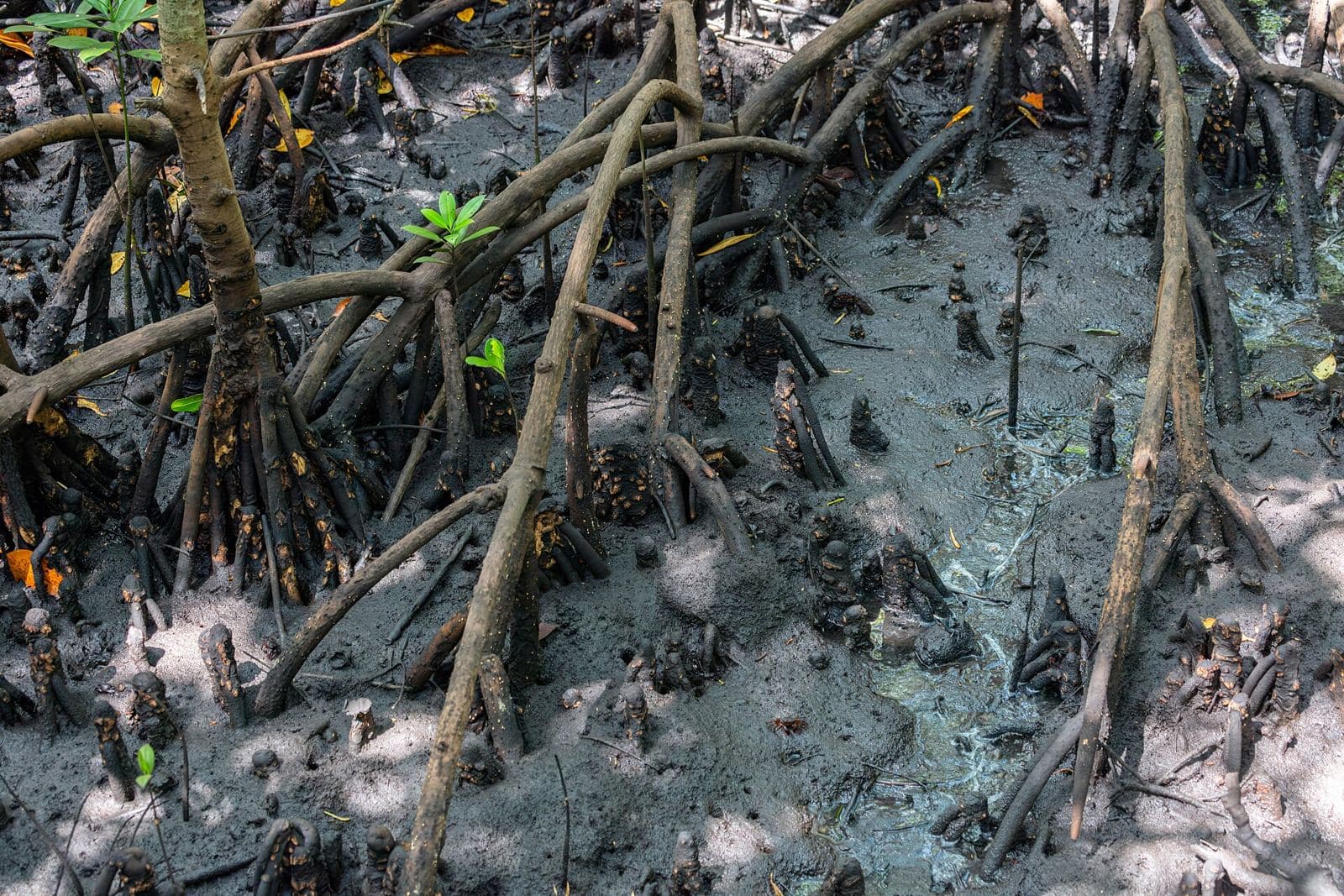 Mangroves at Jozani