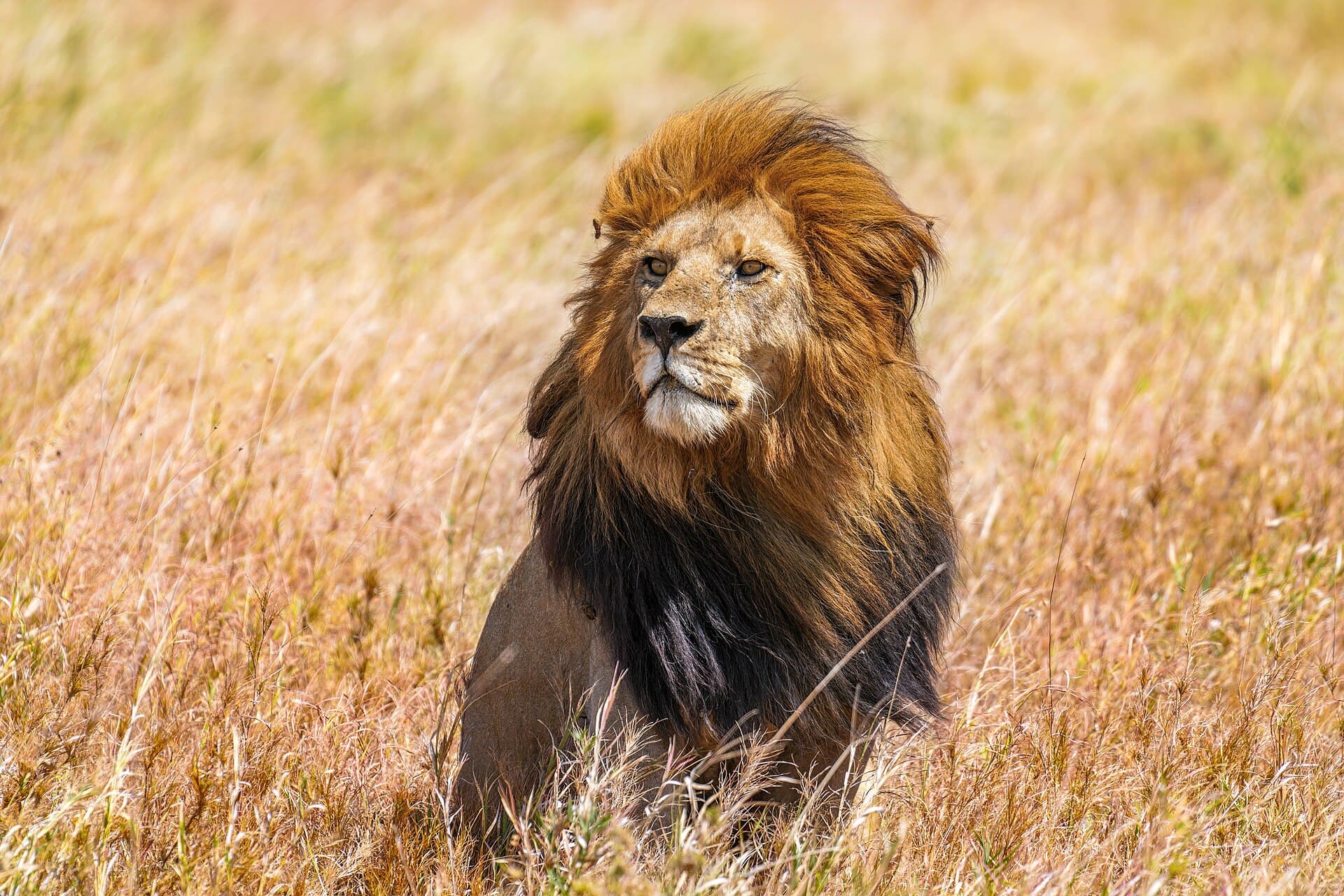 Lion in the Serengeti