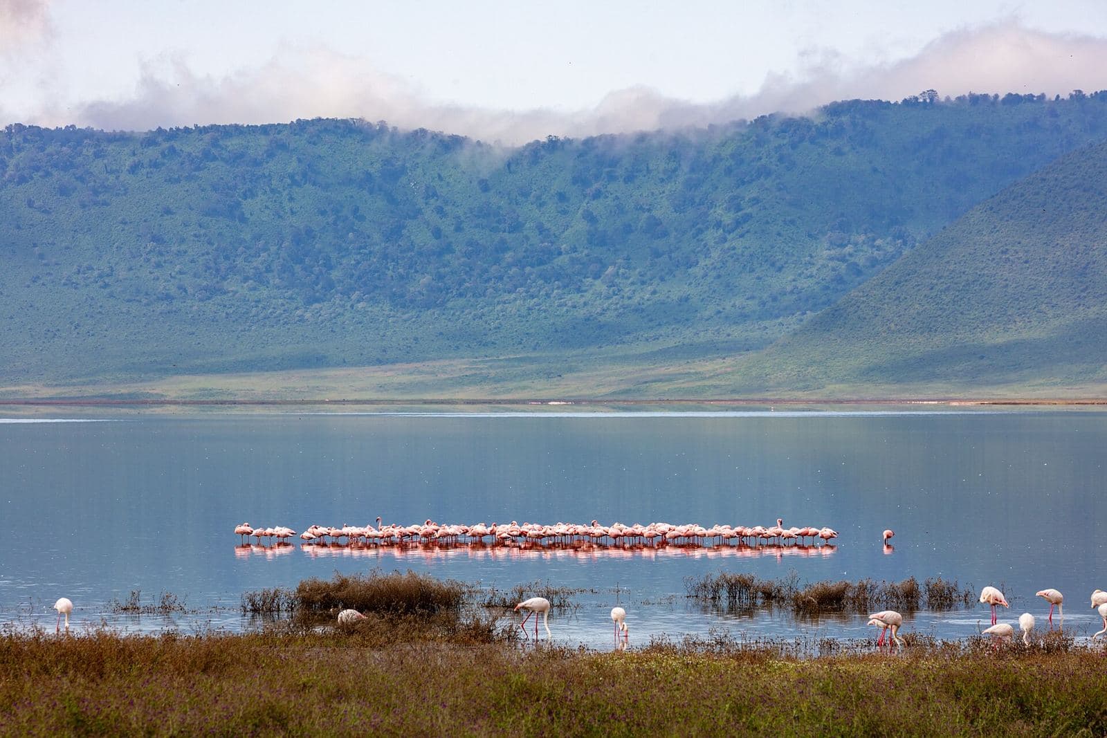 Flamingos on the crater lake
