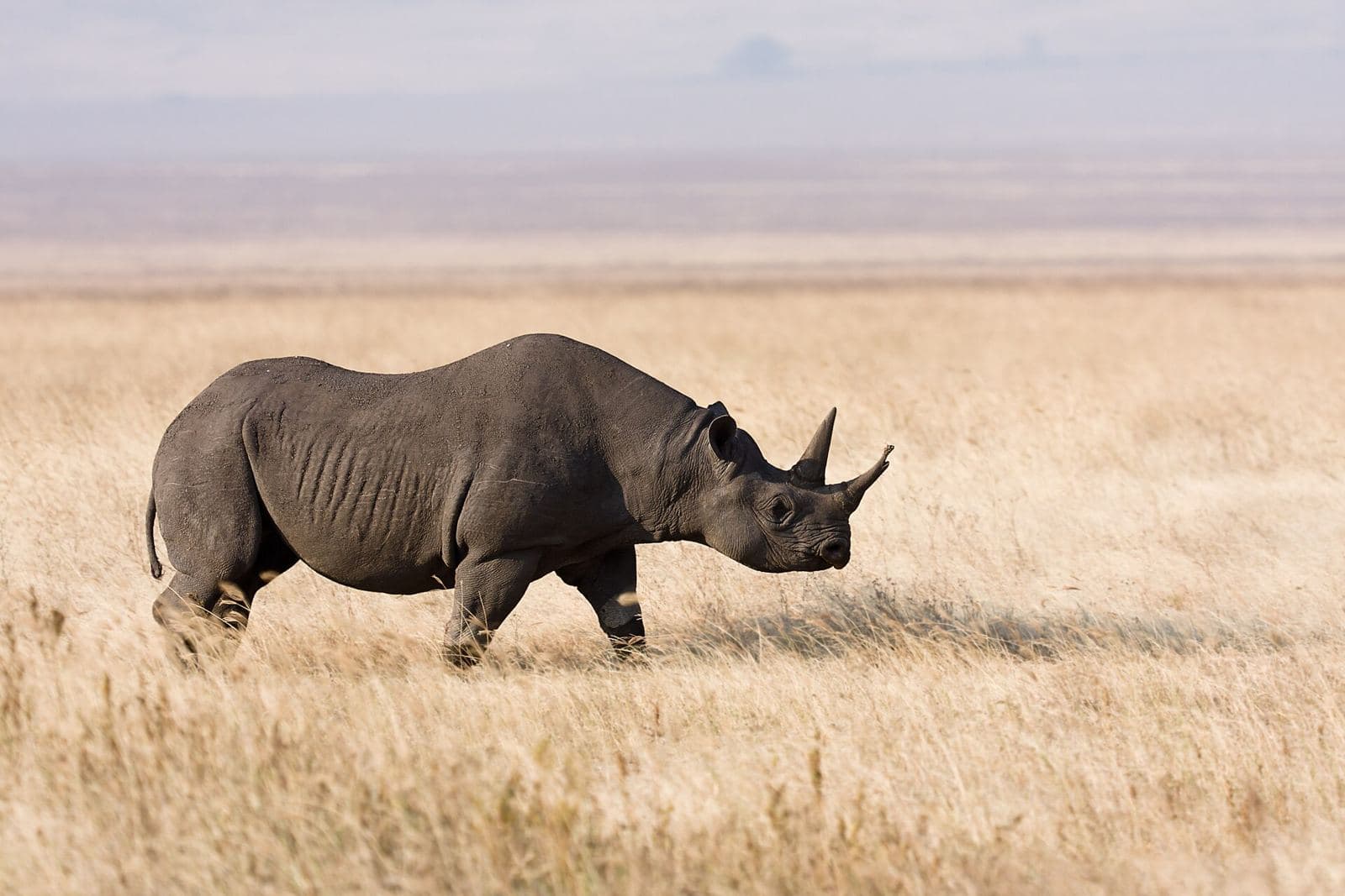 A black rhino walking through grassland