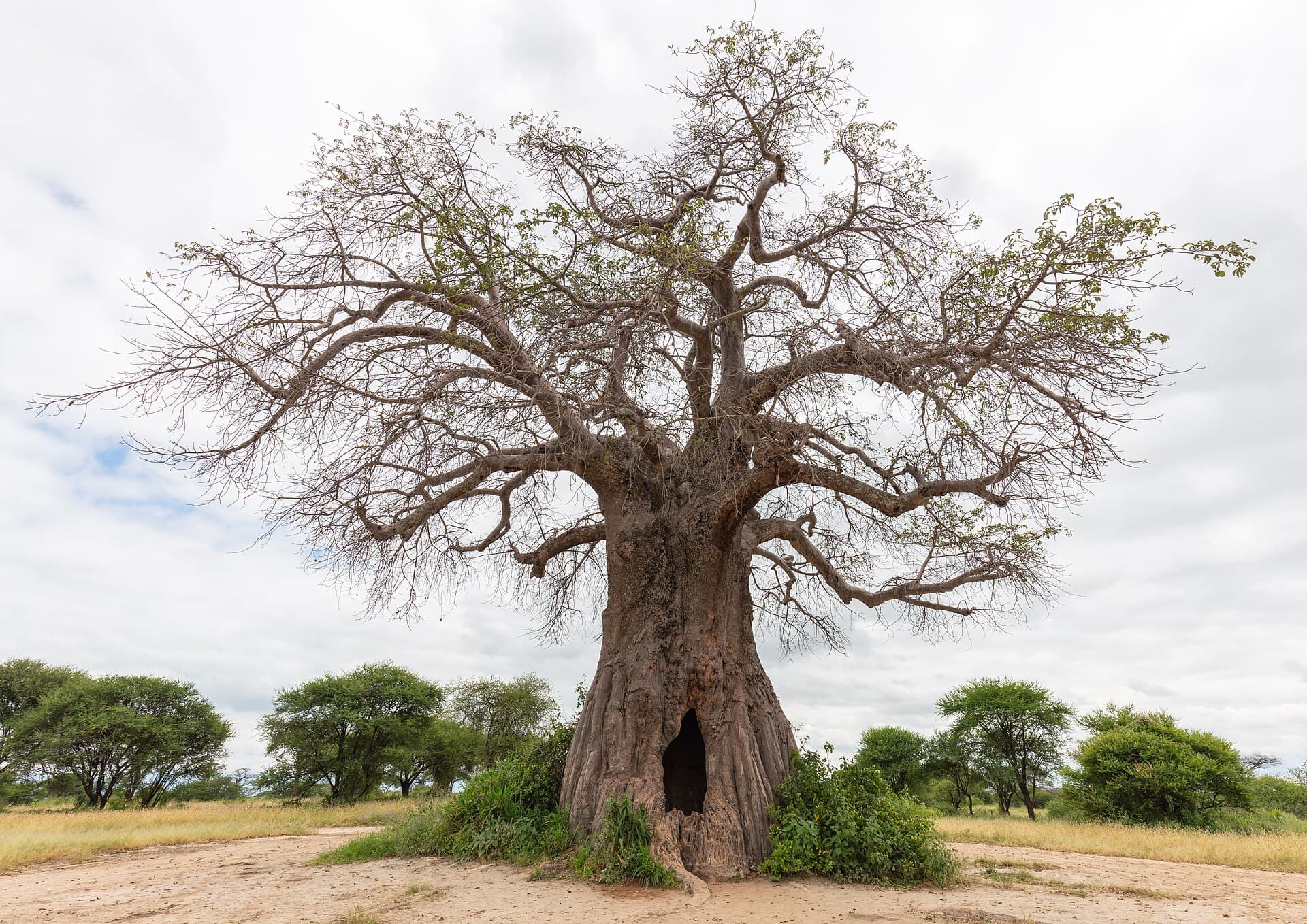 A giant baobab tree in Tarangire National Park