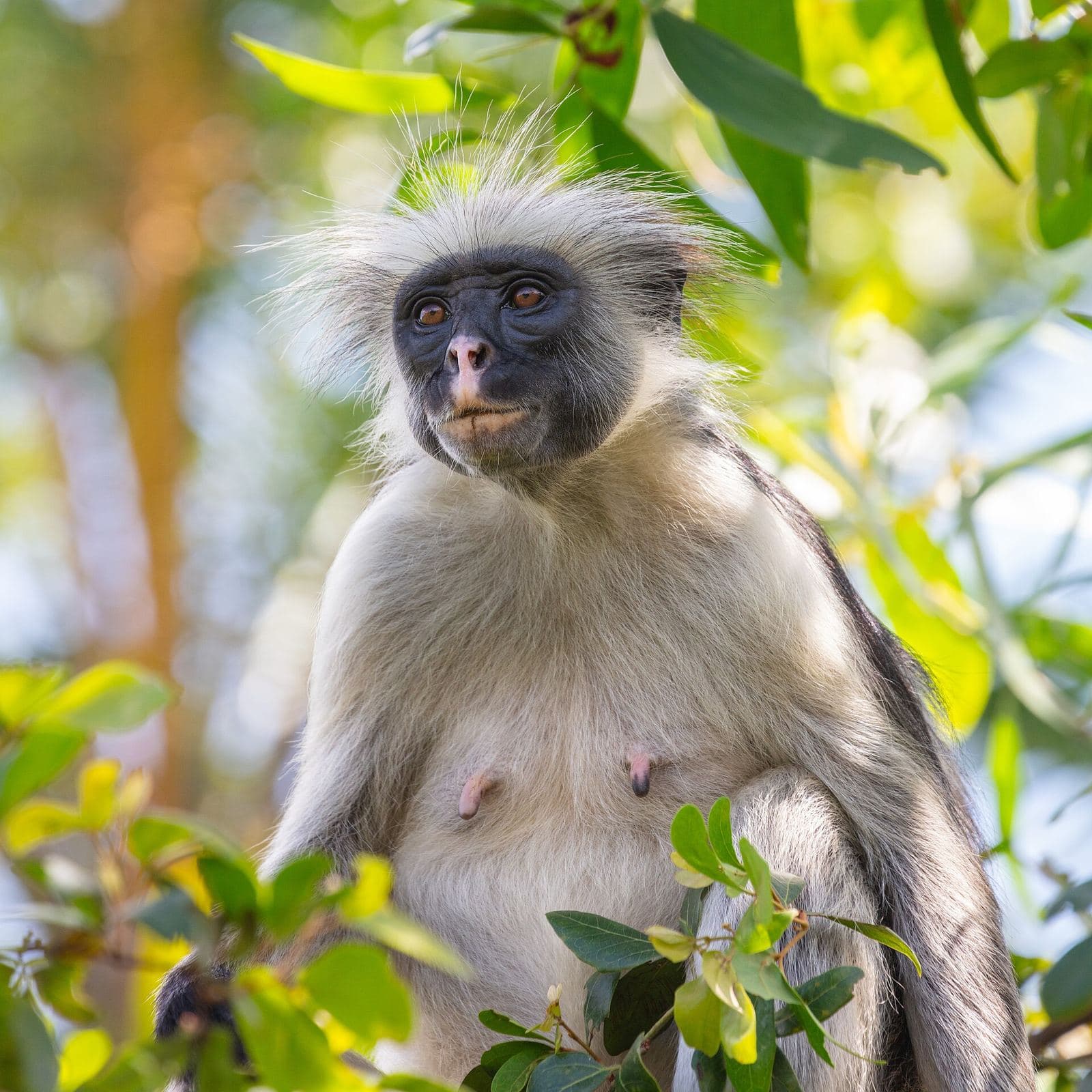 Zanzibar red colobus monkey