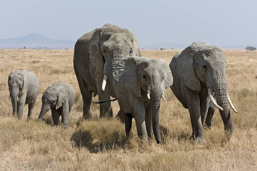 A family of elephants walking across the Serengeti grassland
