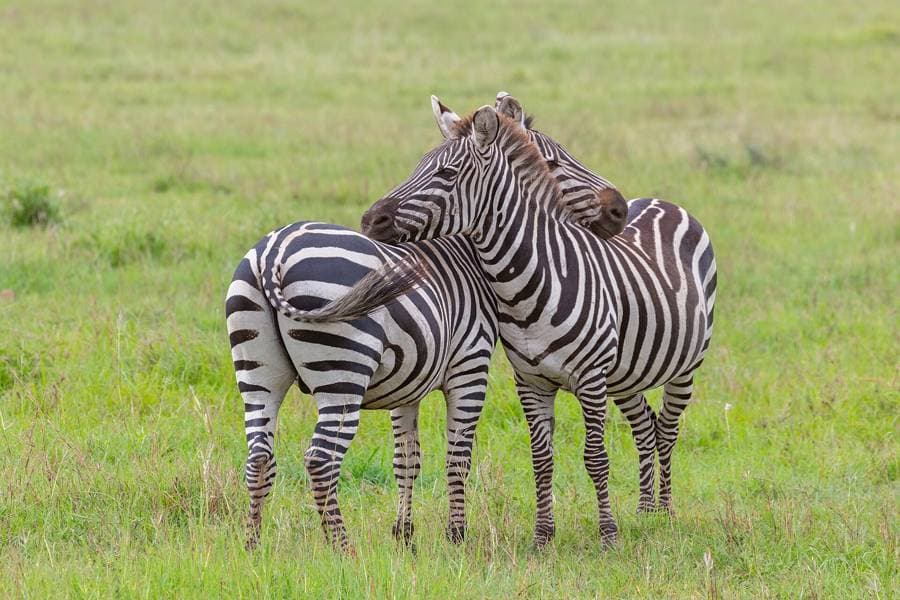 Two zebras resting their heads on each other in Tarangire National Park